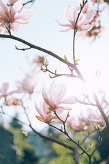 Magnolia tree, pink flowers blooming in spring