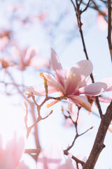 Pink magnolia flowers blooming in spring with sunflare
