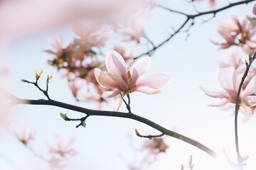 White magnolia flower head with pink color touch