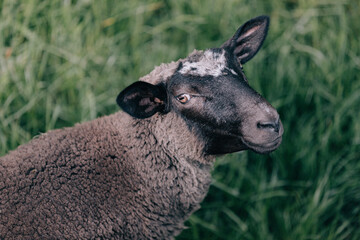 Portrait of a mature adult female sheep on the meadow