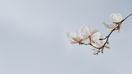 White magnolia branch on blue sky background, copy space.