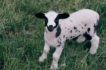 Portrait of a cute young lamb on the meadow