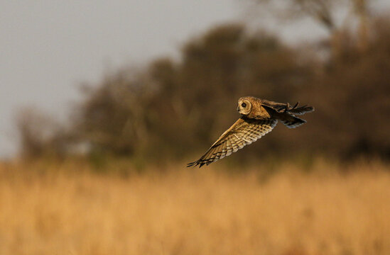 Marsh Owl hunting at dusk, Kruger National Park