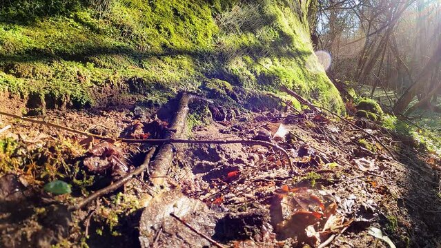 Goutte d'eau s'&eacute;crasant sur le sous bois. Goutte d'eau ralenti, frappant la surface d'une roche entour&eacute;e de mousses.