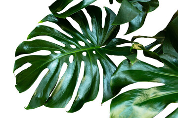 Fototapeta na wymiar Green leaves of Monstera philodendron plant