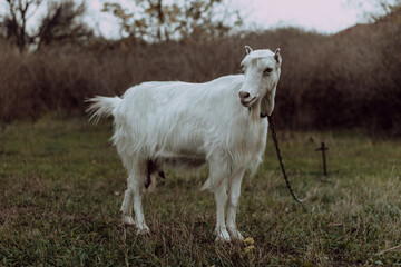 Obraz premium white goat on a meadow