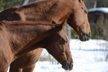 Heads of red horses on a background of snow close up