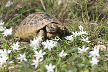 Hermann's tortoise (Testudo hermanni) is a species of tortoise