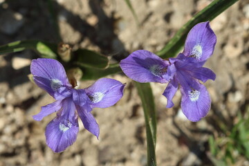 Barbary nut (Gynandriris sisyrinchium) flower in spring