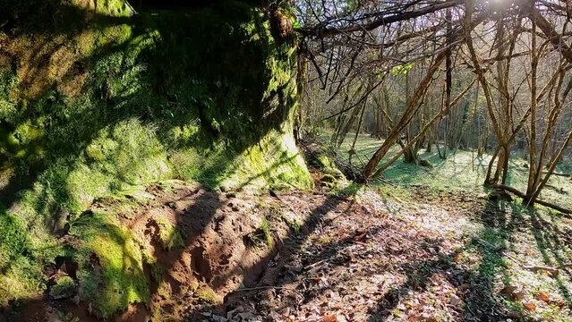 Roche couverte de mousse et de v&eacute;g&eacute;tation dans une for&ecirc;t. V&eacute;g&eacute;tation luxuriante couvrant la surface d'un rocher.