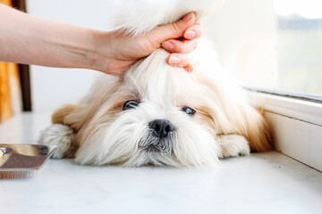 Sad shih tzu dog. Grooming. High quality photo