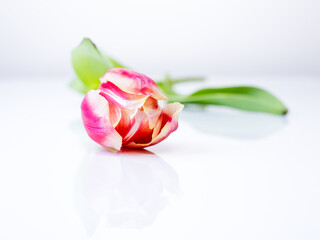 red tulip on white surface with reflexing