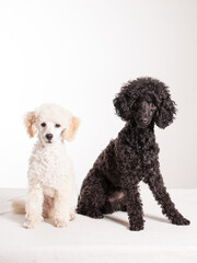 a black and a white poodle sitting in studio 