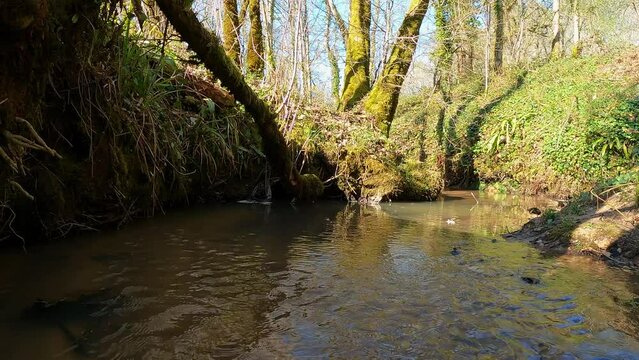 Ruisseau en for&ecirc;t. Petite coul&eacute;e d'eau en for&ecirc;t.