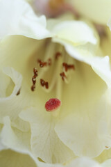 Obraz na płótnie Canvas Macro image of a rhododendron stamen at Castle Drogo Devon