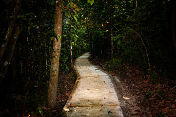 View of pathway to deep jungle. Traveler and nature concept