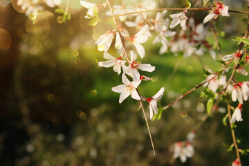 background of spring cherry blossoms tree. selective focus