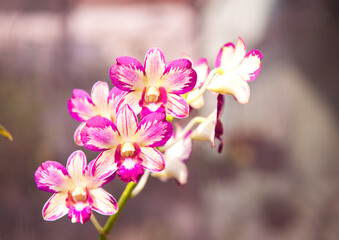 Colorful orchids flowers in Vietnam