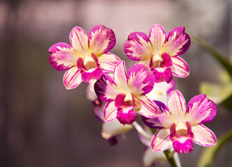 Colorful orchids flowers in Vietnam