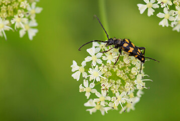 Four-banded Longhorn beetle - Leptura quadrifasciata, small beautiful beetle from European meadows and grasslands, Czech Republic.