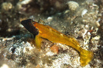 Black-face Blenny (Tripterygion delaisi), Ayvalık Balıkesir Turkey.