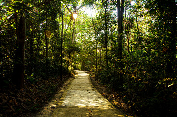 View of pathway to deep jungle. Conceptual