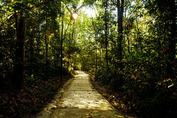 Obraz premium View of pathway to deep jungle. Conceptual
