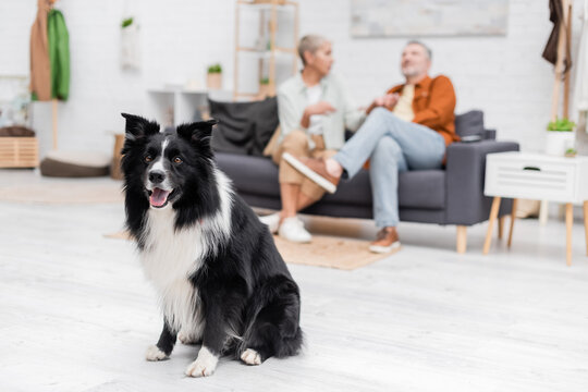 Border collie looking at camera near blurred couple on couch at home.