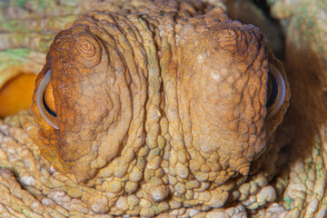 Close-up octopus eye (Octopus vulgaris Cuvier, 1797) Gallipoli, Canakkale Turkey.	