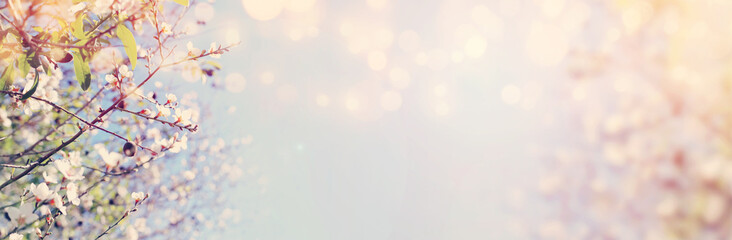 background of spring cherry blossoms tree. selective focus