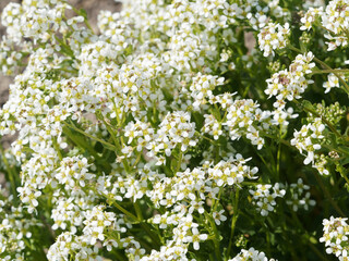 Cochlearia officinalis | Cochléaire officinale ou herbe aux cuillères aux grappes de petites fleurs à pétales blancs, sépale verts en haut d'une tige à feuillage pétiolé, embrassant vert foncé et rond