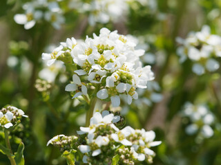 (Cochlearia officinalis) Cochléaire officinale ou cranson officinal ou Raifort officinale au feuillage comestible et petites fleurs à pétales blancs, sépales verts au sommet d'une tige