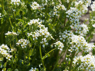 Cochlearia officinalis | Cochléaire officinale ou herbe aux cuillères aux grappes de petites fleurs à pétales blancs, sépale verts en haut d'une tige à feuillage pétiolé, embrassant vert foncé et rond