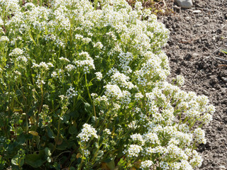 (Cochlearia officinalis) Cochléaire officinale ou cranson officinal ou Raifort officinale au feuillage comestible et petites fleurs à pétales blancs, sépales verts au sommet d'une tige