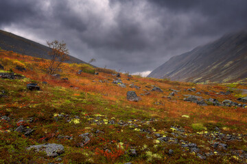 Stormy sky and fog in mountains. Red and yellow autumn northern meadow. Autumn in tundra. Lapland. 