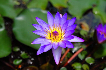 purple lotus flower