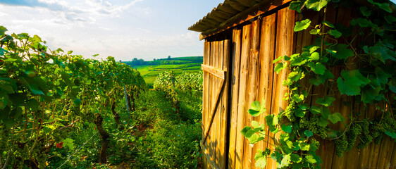 Weinberge Reben Rebhütte