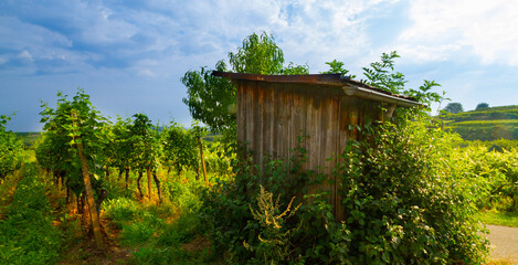 Weinberge Reben Rebhütte
