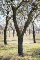 Fototapeta premium Blooming almond tree garden background