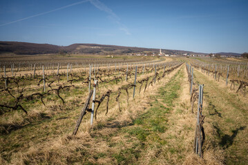 Fototapeta na wymiar Bare vineyards near Kleinhöflein Burgenland Austria