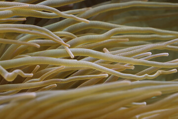 Coral polyps are bladder anemones.