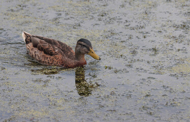 Duck bird floating on water