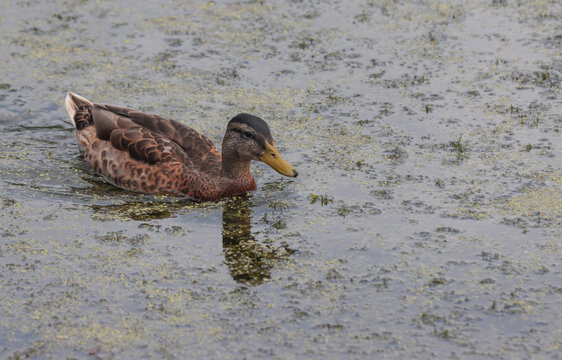 Duck bird floating on water