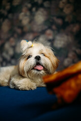 Sad shih tzu dog. Grooming. High quality photo
