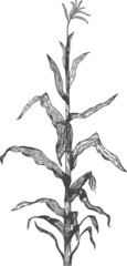 Drawing of corn on a white background