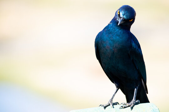 Blue boat-tailed grackle on brown tree branch