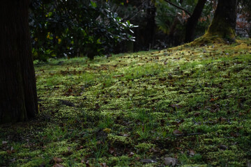 Obraz premium Natural wallpaper. Forest clearing. Nature without man. Green grass.