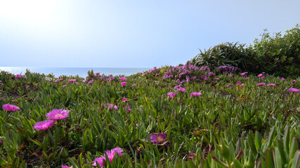 Pink flowers growing in sand dunes on beach in Portugal
