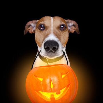 Graphic photo of dog holding Jack O Lantern against dark background