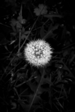Grayscale photo of dandelion flower